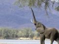 elefant_4.jpg